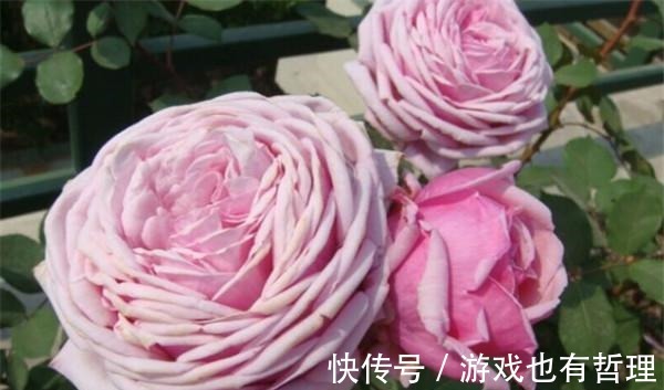 花朵|30个浓香月季品种，你喜欢哪一种养一棵满院飘香！