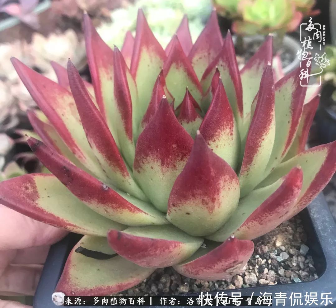 白月影|我和我的“多肉恋人”,怎么样有没有惊艳到你!