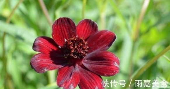 大家见过紫红色的菊花吗?具有淡淡的巧克力香气,观赏性价值极高