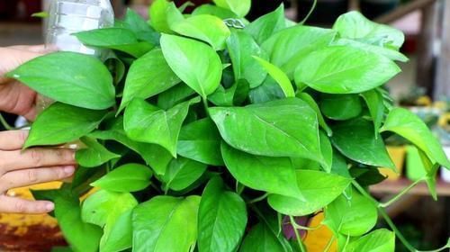 最厉害的养花营养液给花喝一勺,啥花都喜欢,花开满枝条