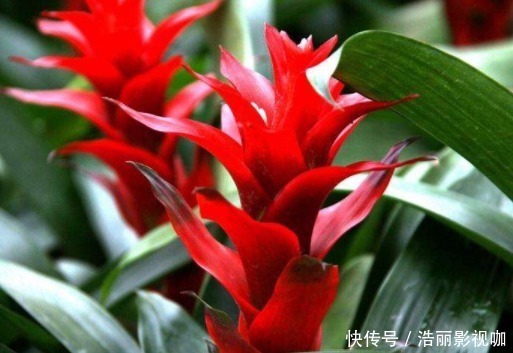 万事|能为家中添“好运”的3种花，新的一年迎好运，家中万事兴旺