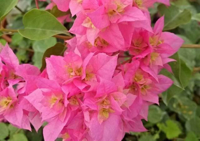 不服|网购的三角梅发新叶子了该怎么处理处理不当掉叶死苗不服盆