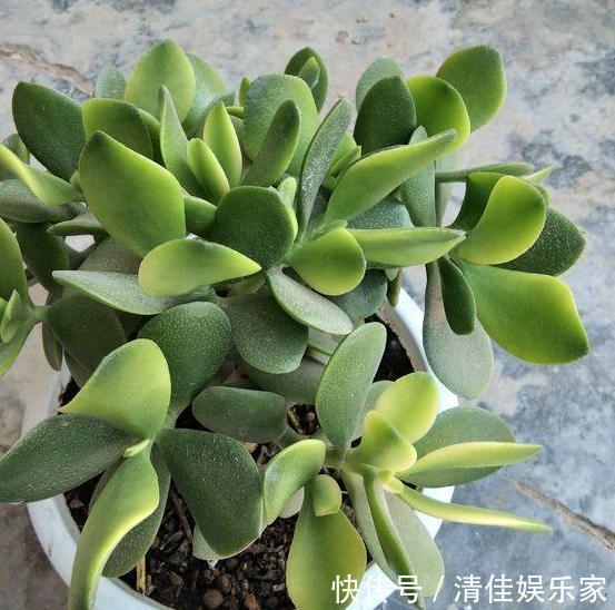 花卉|夏季养花,首选这些不怕晒,不怕旱的花卉,养着省心、看着养眼