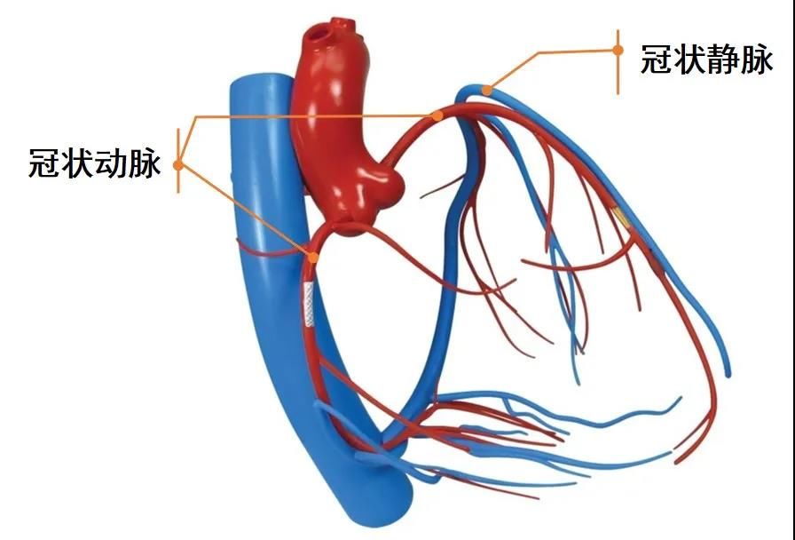 血脂异常|【健哥说心脏】你知道冠状动脉有什么作用吗？