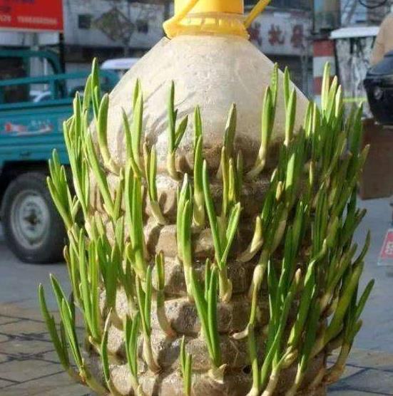 “空油桶”拿来养蒜苗,简单种植,1毛钱不用花,1年收获90斤