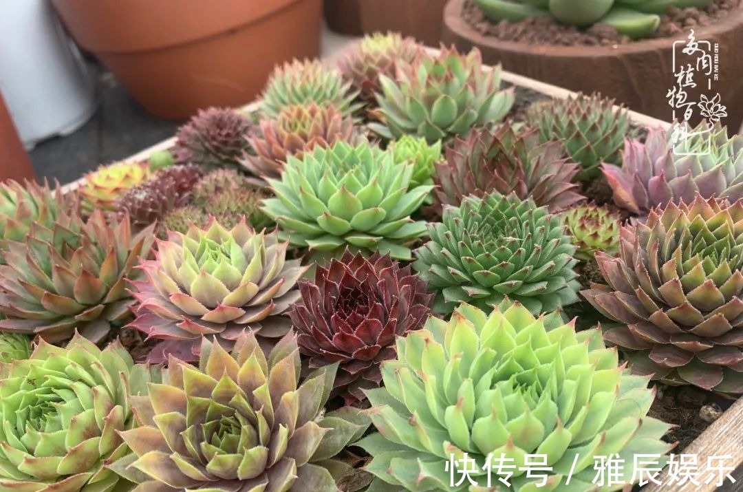 框子|这多肉拼盘这么仙!如何制作达人手把手教你制作长生草拼盘!