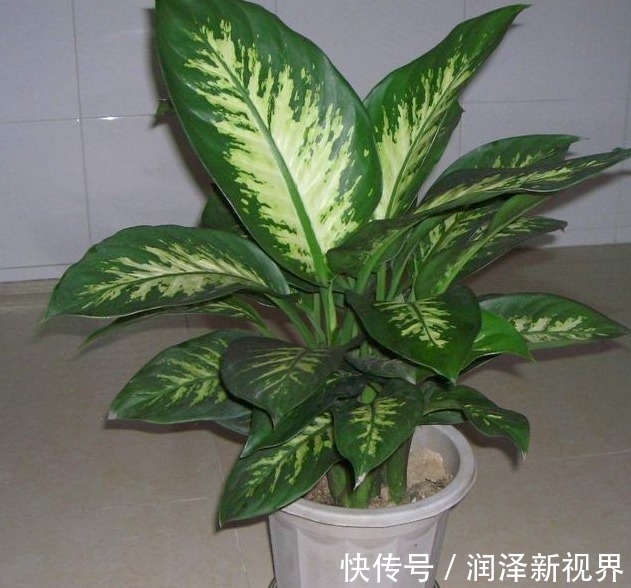 养花|养花不见得要养昂贵的,养几盆便宜的植物,反而能养得更好