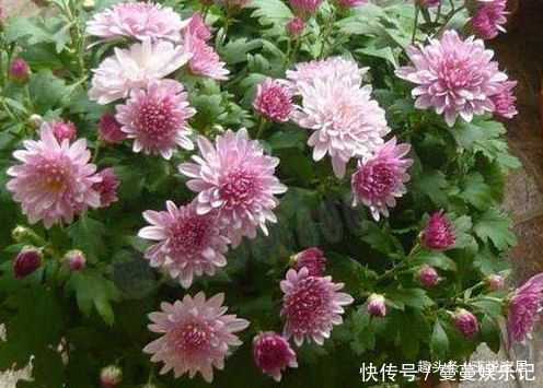 春天家里养此款花,花期长花量大,一盆千百朵,枝头花苞满