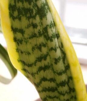 虎皮兰叶子“疲软无力”加点“硬硬肥”，10天让“它”挺起来！