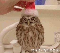 屁民们 小马哥变身超级带货王,同款T恤成爆款!