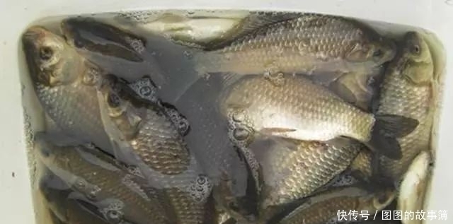 专攻|专攻大鲫鱼的2款特制饵料，上鱼速度真快其他统统靠边站