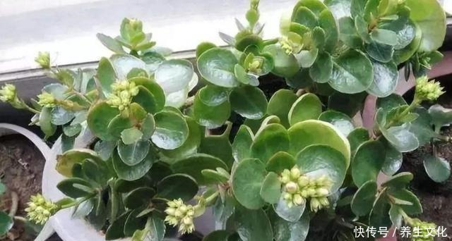 过完年要扦插2种花，生根快，好成活，当年就能开花！