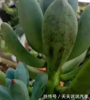 这三种病,会要了多肉的命,附防治方法,建议收藏