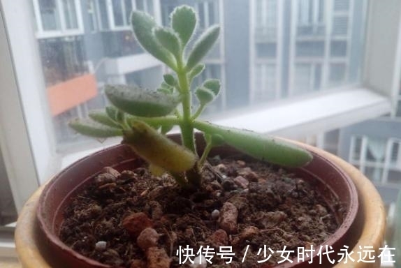 养多肉熊童子,不碰就掉叶子,你知道为什么,该怎么抢救吗?