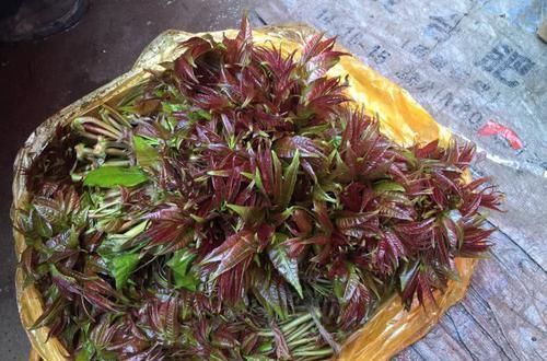 食物|患有高血脂的人,日常多吃这几样食物,血脂会乖乖“听话”