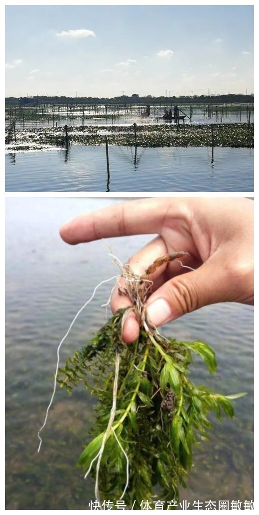 美食|苏州阳澄湖美食，去阳澄湖旅游美食攻略