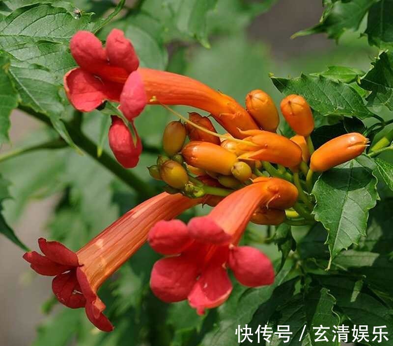 此种“进口”耐冻花，沾土就活、浇水疯长，开花太漂亮了