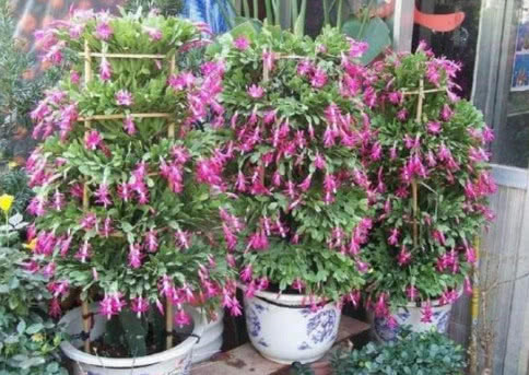 蟹爪兰叶薄不开花1个“小方法”，叶片肥厚，花朵开满盆！