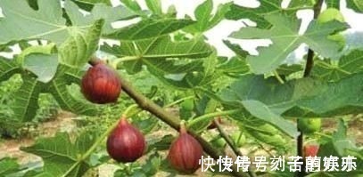 痔疮|痔疮最怕这几样食物,每天吃两口,消炎除痔,比“塞药”管用