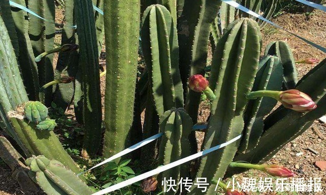 果籽|它经常被人误认成,却不知是珍贵植物,你要是遇到,请好好爱护它