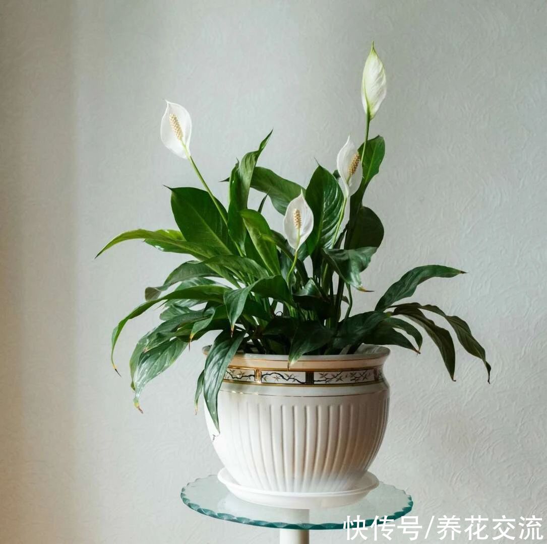 颗粒物|7种可以吸附室内灰尘和颗粒物的绿色观叶植物,可以多养几盆