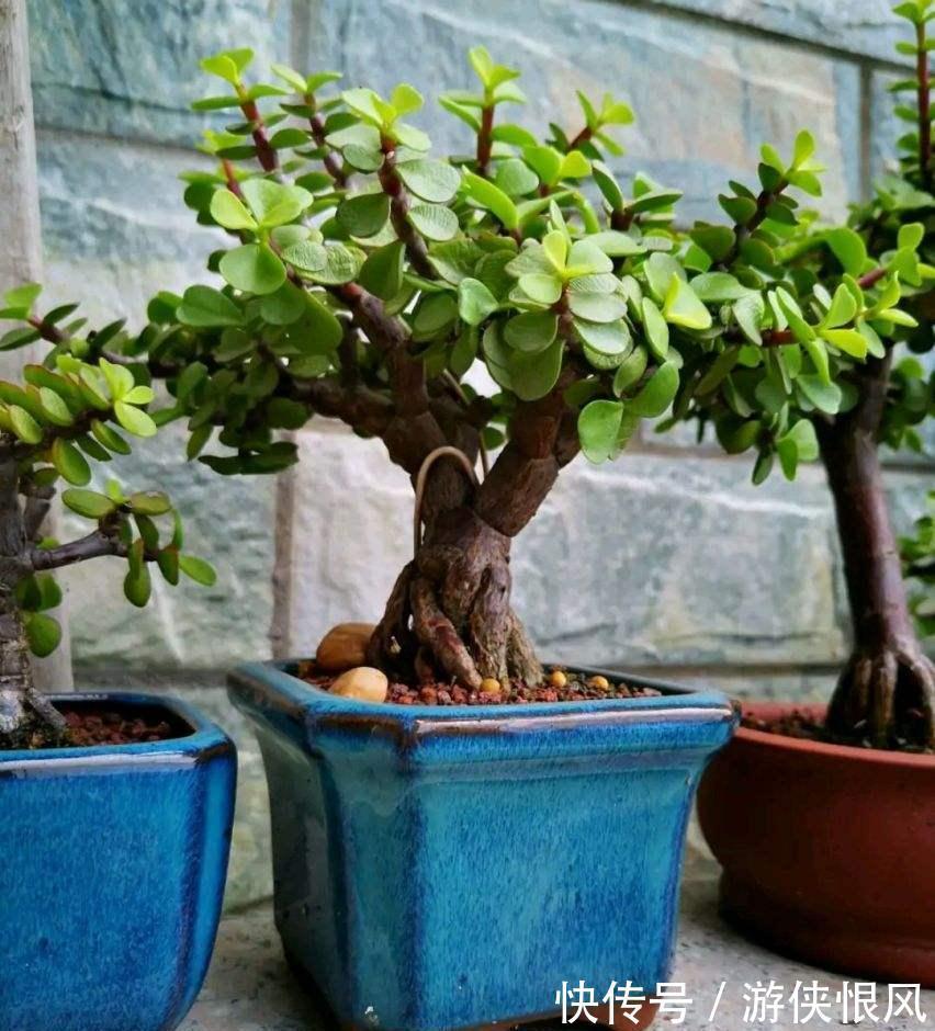 有机肥|金枝玉叶有6怕,难怪叶片哗哗掉,避开枝叶紧凑,二三年成老桩