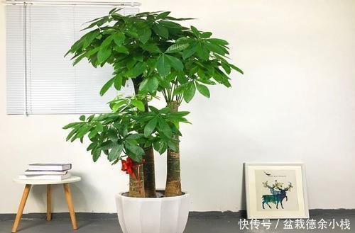 金钱树|5种小盆栽花卉，种在小盆里，浇水懒一些，越长越漂亮！