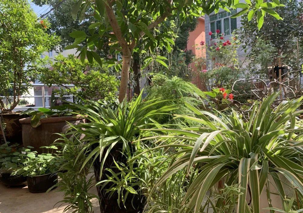 浇灌|这6种常见药，人吃不完就拿来养花，操作简单，效果好