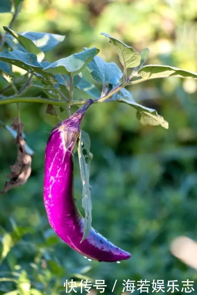 茄子|怎样让一只茄子也显得有文化