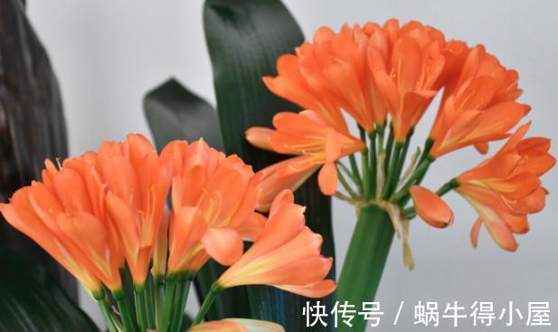 提高君子兰开花率的4种“宝贝”,第一种免费,第四种自己能制作