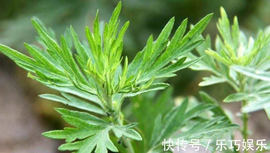 艾草|这野草农村几乎随处见,它天生带一股“香气”,能吃还是天然药材