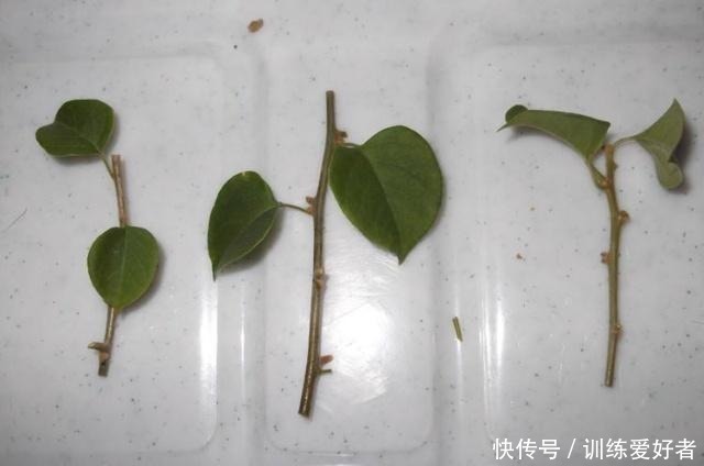 月季|8种花不用花钱买，掐片叶、剪根枝，找个花盆种起来，家里放不下！