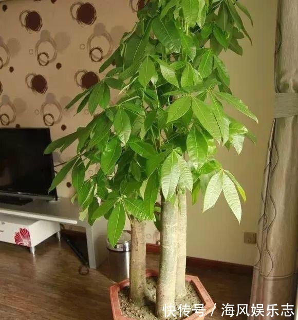 花盆|天气太热,养6种别乱浇水,浇得多死得快,难怪一浇就烂根