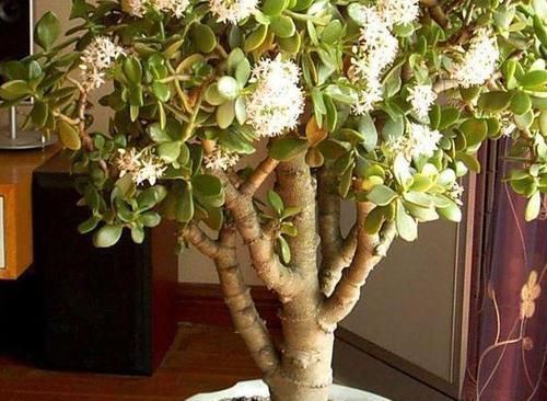 摆放|哪些植物适合摆放在客厅首选3款高颜值多肉,可镇宅招财