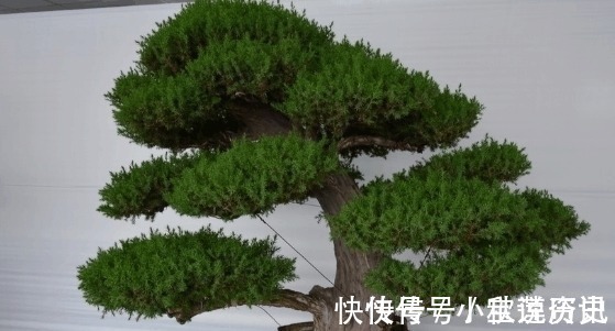 野花野草|农村常见的一种树桩, 一棵要3年才能定枝, 专家估计能卖到8000块