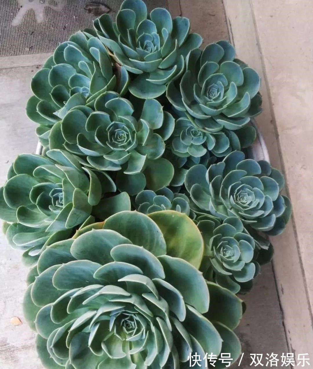 静夜|6种多肉太难养,赶紧留个种,省得每年都要重新买!