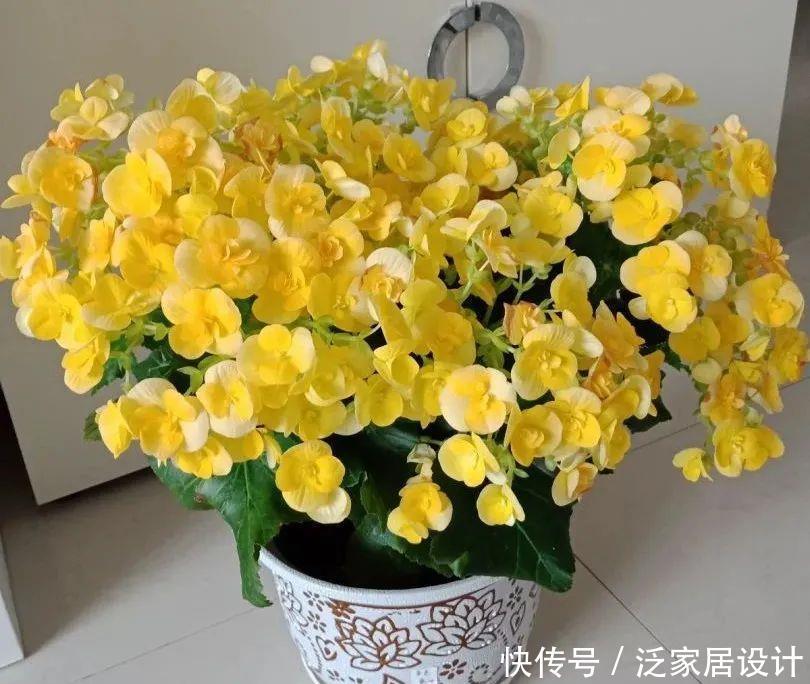 养花技巧:冬天最娇气的9种花,不要随便买,养不活浪费钱