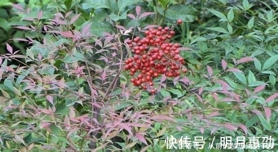 果子|在大山里看到这种“果子”，记得赶紧扔掉，它可是含有“剧毒”