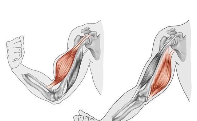 超级组|手臂练很久没效果你的训练强度太低了这么练，老手都感觉费劲