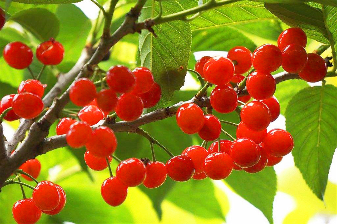 皮肤|皱纹“讨厌”的5种水果,每天吃两口,皮肤紧致有弹性,远离皱纹