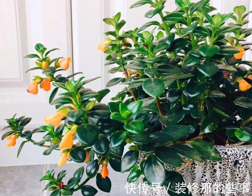 养护|命里“多金”的5种花，寓意好又贵气，家里养一盆，带来好运气