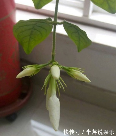茉莉|邻居养了一株笔尖茉莉,香味蹿进了左邻右舍,太好闻了!