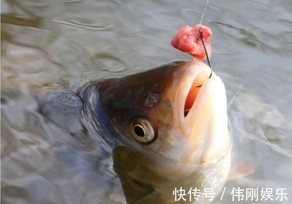 钓鱼新手使用鱼钩的最大误区:别再用伊豆钓鲫鱼,钩型必须这样选