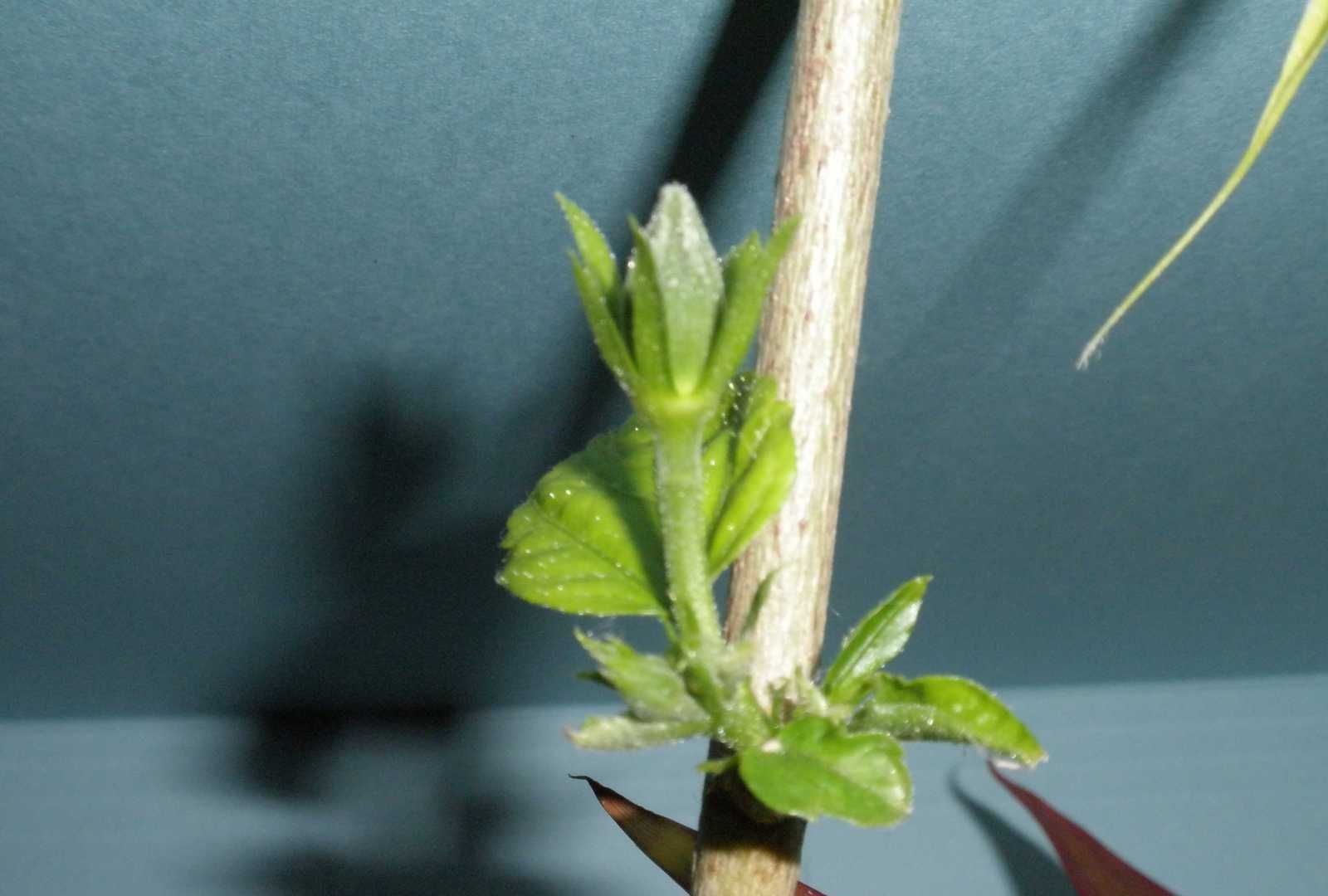 修剪|养花,摘掉多余的花蕾,保证开花的质量和大小