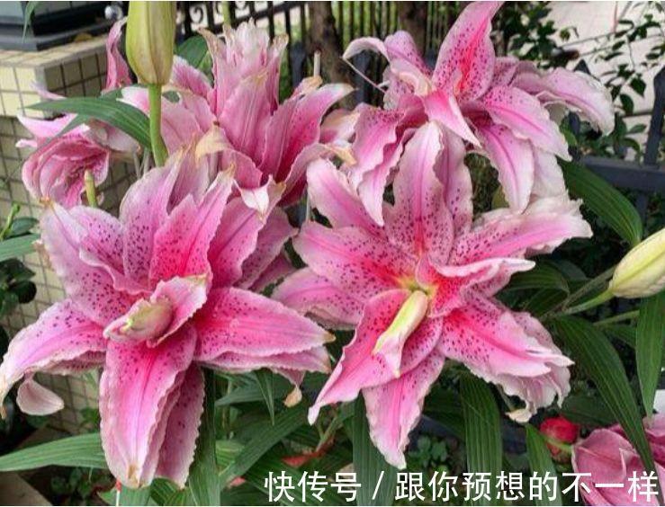 此款花卉便宜又好养，丢到阳台，四季有花开，繁花满枝