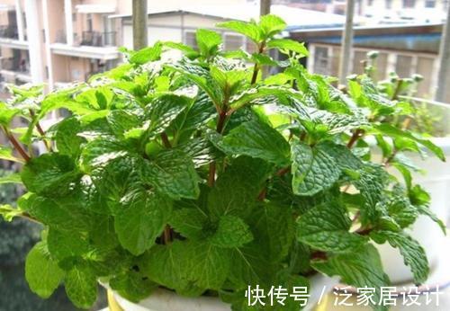 迷迭香|6种“漂亮花”，阳台种一盆，能凉拌能泡茶，生长泼辣，开花多