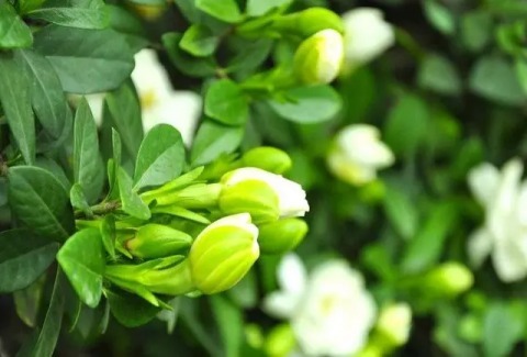 鸭掌木|这4种花，剪个枝插水里，10天就生根，特别好养活！