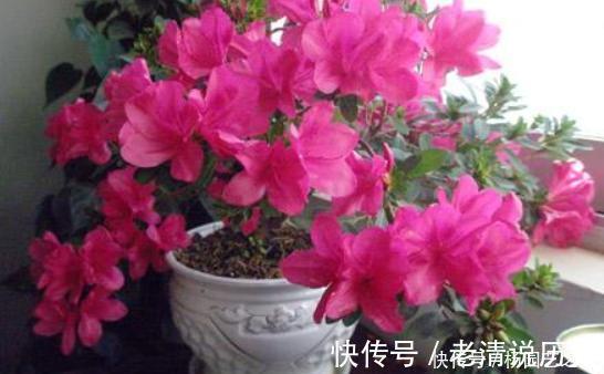 3种花，不建议在花卉市场买，养不几天大多枯萎