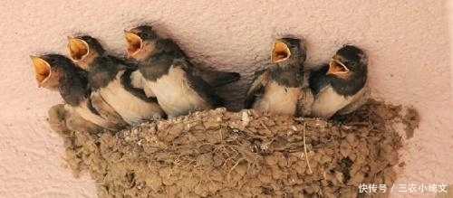 俗语|俗语:“宅子出三喜,家里人才辈出”,指的哪三喜?看看你家有没