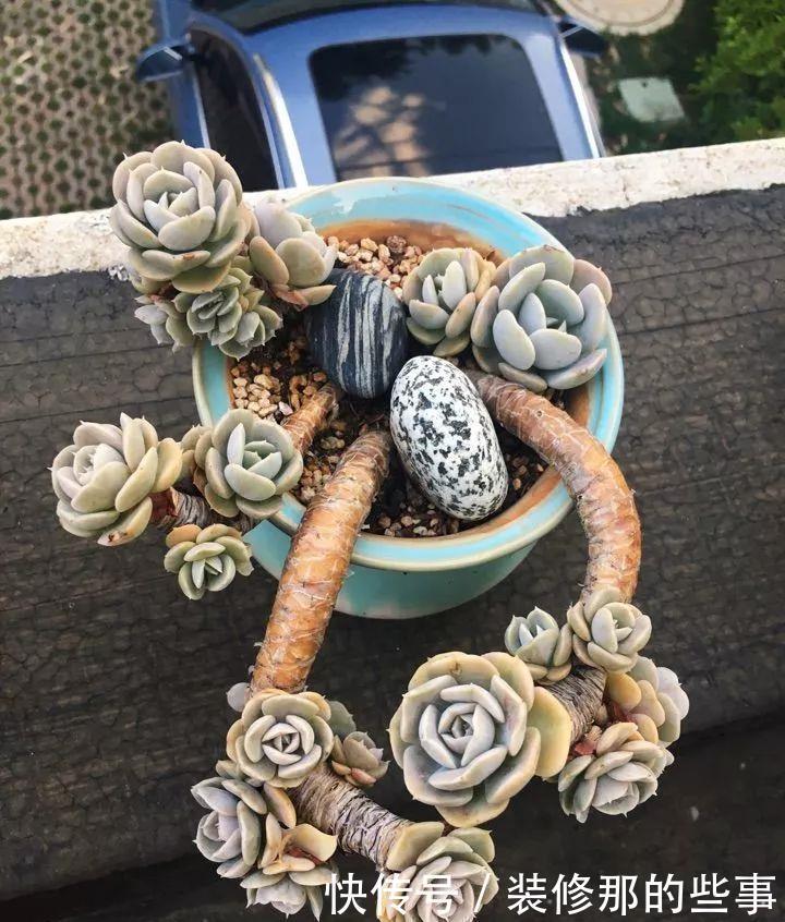 挑状态最丑价格最低的买,再丑的多肉都能养漂亮